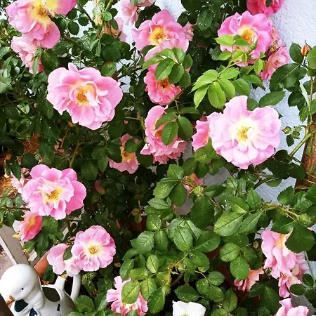 Naturkraeuterhaus Eder