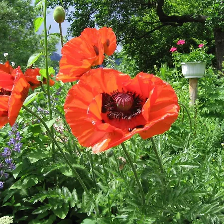 Naturkraeuterhaus Eder * Iselsberg